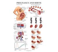 Palace Learning Póster de anatomía de embarazo y nacimiento, gráfico anatómico de mujeres embarazadas, 45,7 x 61 cm, laminado