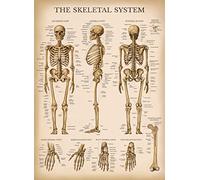 Palace Learning Póster de anatomía de esqueleto vintage - Póster de anatomía de esqueleto humano (laminado, 45 cm x 60 cm)