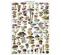 Palace Learning Póster de hongos vintage, tabla de referencia de identificación botánica de micología y hongos, volumen 1 (laminado, 45,7 x 61 cm)