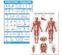 Palace Learning Stretching Exercises and Muscular System Anatomy Poster Set - LAMINATED 2 Chart Set - Stretching Workout Routine & Anatomical Muscle Diagram (18" x 27")
