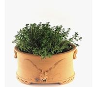 Palatina Werkstatt Maceta de terracota hecha a mano para balcón, jardín, terraza (M)