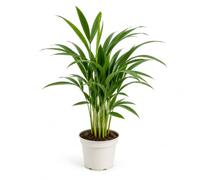 Palmera Bambú Altura 40-45 cm - DECOALIVE para Amantes de las Plantas | Dypsis Lutescens · Palmera Bambú · Maceta 12 cm · Altura 40-45 cm