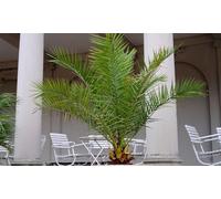 Palmera de Canarias Phoenix : 2 / 60