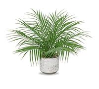 Palmeras Artificiales, Planta Artificial pequeña en Maceta, 40,6 cm / 16 Pulgadas, Plantas Artificiales de Interior como auténticas, para casa, Oficina, Hotel, Oficina, cafetería, decoración Moderna