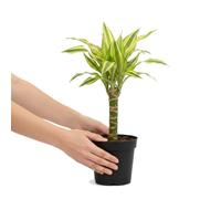 Palo de Agua Amarillo en Maceta 11 cm DECOALIVE, Dracaena Fragrans Yellow Coast 45-50 cm para Estanterías y Rincones