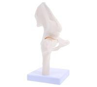 PAMINGONO Modelo Anatómico Esqueleto Humano de Cadera Modelo de Enseñanza Anatómica Piezas Desmontables Material Duradero para Escuelas y Laboratorios Herramienta Educativa de Estudio Óseo