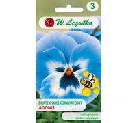 Pansy Adonis azul y blanco