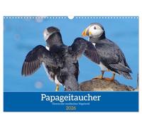 Papageitaucher - Clowns der nordischen Vogelwelt (Wandkalender 2026 DIN A3 quer), CALVENDO Monatskalender: Papageitaucher sind die Lieblinge vieler Nordlandtouristen