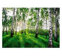 Papel Pintado Bosque de Abedul Paisaje Árboles Salón Dormitorio 368x254 cm - Incluye Pegamento - Fotomurales Pared Tejido No Tejido Decorativos Murales Fotográfico XXL Moderno Decoración de Paredes