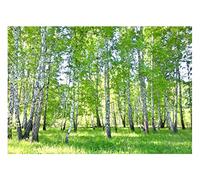 Papel Pintado Bosque de abedules Naturaleza Árboles Salón Dormitorio - Incluye Pegamento - Fotomurales Pared Tejido No Tejido Decorativos Murales Fotográfico Moderno Decoración de Paredes (368x254 cm)