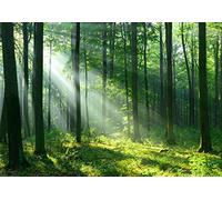 Papel Pintado Bosque Sol Paisaje Verde Naturaleza Árboles - Incluye Pegamento - Fotomurales Pared Tejido No Tejido Decorativos Murales Fotográfico XXL Moderno Decoración de Paredes (368x254 cm)