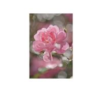 papel pintado panorámico ramo de rosas - 184 x 254 cm - 612298