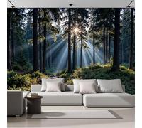 Papel Tapiz Fotográfico 3D Calcomanías De Pared, Luz Solar Filtrándose Entre Los Árboles Sala De Estar Tv Fondo Mural,Escena Bosque Natural Papel Tapiz 3D Decoración Dormitorio Mural-350 × 256 Cm