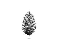 Paper Collective Lámina 1:1 Pine Cone blanco. 50 x 70 cm