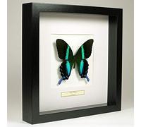 Papilio Blumei - Peacock Butterfly - Real Mariposa Taxidermia montado bajo Vidrio en Marco de Madera Negro Hecho a Mano