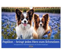 Papillon - bringt jedes Herz zum Schmelzen (Wandkalender 2026 DIN A4 quer), CALVENDO Monatskalender: Zwergspaniel mit Schmetterlingsohren und dunklen Knopfaugen
