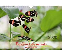 Papillons du monde, vus de pres (calendrier mural 2020 din a4 horizontal) - portraits de douze papil (Calvendo Animaux)