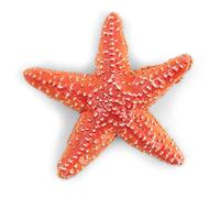 Papo - Figurita Realista de Estrella de mar - de 3 años - El Mundo Marino - Modelo Educativo detallado - Fiel reproducción - 5 Brazos texturizados - Idea de Regalo a Partir