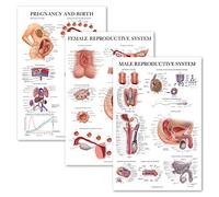 Paquete de 3 carteles anatómicos del sistema reproductivo femenino + sistema reproductivo masculino + gráficos de anatomía del embarazo y el nacimiento