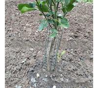 Paquete de 6/12 protectores de tronco de árbol de metal con clavos de tierra y lazos de fijación para una mayor seguridad del árbol en jardines al aire libre (B)