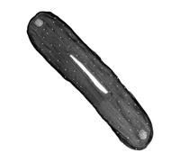 Paquetes Para Mujeres | Diseñador De Francés Para Pelo Largo,Accesorio Elástico Peinado Principiantes Amateur Belleza Portadores s Profesionales Prensados Apasionados