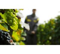 Para 1 persona: curso completo de viticultura enología y cata