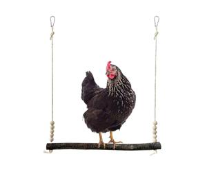 para Aves de Corral - Juguete de Escalada de Madera para Pollitos | Juguetes de Enriquecimiento de gallinas, para Amantes de los Animales Criadores Granjeros Refugios Granja Patio