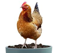 para gallinas de jardín - Estaca acrílica | Decoración de gallina plana impermeable 2D 90 g resistente a la intemperie animal colorido al aire libre para pasarelas