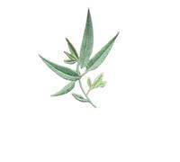 Parche de tela floral bordado Parches termoadhesivos de tela con diseño flores y plantas verdes, hojas bambú, bordados florales, adhesivos for ropa vestidos(Color 4)