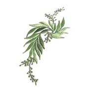 Parches Para Ropa 1 par/2 uds. Vestido de diseño con apliques hojas, parches termoadhesivos for ropa, parche bordado, flores for vestido para Sombreros(Green)