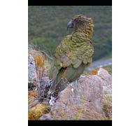 Parrot Paradise: A Colorful Adventure