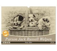 Parson Jack Russel Welpen (Wandkalender 2026 DIN A3 quer), CALVENDO Monatskalender: Ein lustiger Haufen Parson Jack Russell Welpen begleitet Sie durchs Jahr.