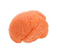 PartyKindom 1piezas Del Desmontable Para Enseñanza De Anatomía Educación Científica y Médica Base Para Exposición
