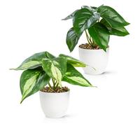 PASCH® Juego de 2 plantas artificiales como de verdad (18 cm) en macetas de melamina resistentes a roturas | Plantas artificiales en maceta | Plantas artificiales en maceta | Flor artificial Planta