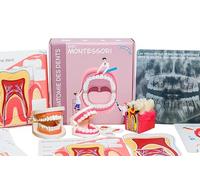 Pascha Echecs® - Anatomía de los dientes Montessori - Material educativo - Juego de maqueta dental y boca - Kit completo con cartas explicativas y nomenclaturas