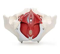 PASPRT Modelo de Suelo pélvico Femenino 3D Modelo pélvico Modelo anatómico de Pelvis de tamaño Natural Modelo pélvico Femenino con músculos para anatomía Modelo óseo