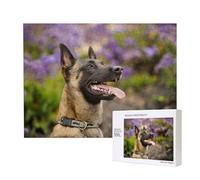 Pastor Belga Malinois Mascotas Perros Pastor Belga Malinois,Rompecabezas de Madera de 500 Piezas, Juego Familiar, Rompecabezas para Adultos, Adolescentes, decoración del hogar