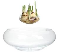 Pastoralist Plantera de Loto de Loto, Cuenco de Flores de de 6 Pulgadas, Lirio de Agua Transparente, Vidrio Decorativo para Flores suculenta Planta hidropónica de Peces decoración del hogar