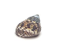 Patapalooza Conchas Decorativas Caracol de río, variadas Formas y Colores, Ideales para decoración, Manualidades y acuarismo.