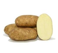 Patata de siembra Kennebec - Bandeja de 100 unidades