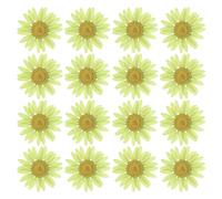 PATIKIL 48 Pcs Flores Secas Prensadas Naturales Margarita para Manualidades de Arte Decoración del Hogar Decoración de Uñas Verde Suave