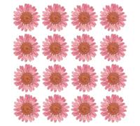 PATIKIL 48 Pcs Flores Secas Prensadas Naturales Margarita para Manualidades de Arte Decoración del Hogar Decoración de Uñas Cefluvio Rosa Flores de Cerezo