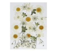 PATIKIL Prensadas Secas Flores Naturales Secas Flores Dejar Varias Reales Prensadas Flores para Bricolaje Arte Manualidades Resina Molde Recortes Álbum Blanco Serie