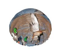 Pato salvaje,Gorro de ducha, gorro de noche, gorro de baño elástico impermeable de doble capa, reutilizable para el cabello.