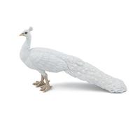 Pavo Real Blanco