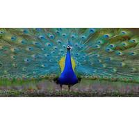 Pavo Real Diamond Painting Adultos, Animal Pintura Diamante Kit, Punto De Cruz Diamantes Accesorios Kits Art Niños, Pintura Diamante Cristal Bordado Mosaic, Como Decoración de oficinas 90x180cm X-609