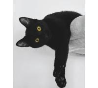 Paws & Pause: A Journal for Cat Lovers: The perfect gift for cat mums, cat dads, and feline fans