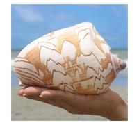 PBDEIOEOE Conchas de mar Grandes Conchas Naturales, Caracolas Gigantes de 12 a 13 cm, Ideales for Bodas, decoración del hogar y coleccionistas de Conchas(13cm)