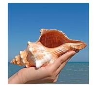 PBDEIOEOE Conchas de mar Grandes Conchas Naturales, Caracolas Gigantes de 16 a 18 cm, Ideales for Bodas, Fiestas temáticas y peceras