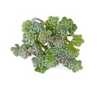 PBWERIGL Flores flotantes, Plantas Suculentas Artificiales Verde 9x11cm Decoración del Hogar(Green1)